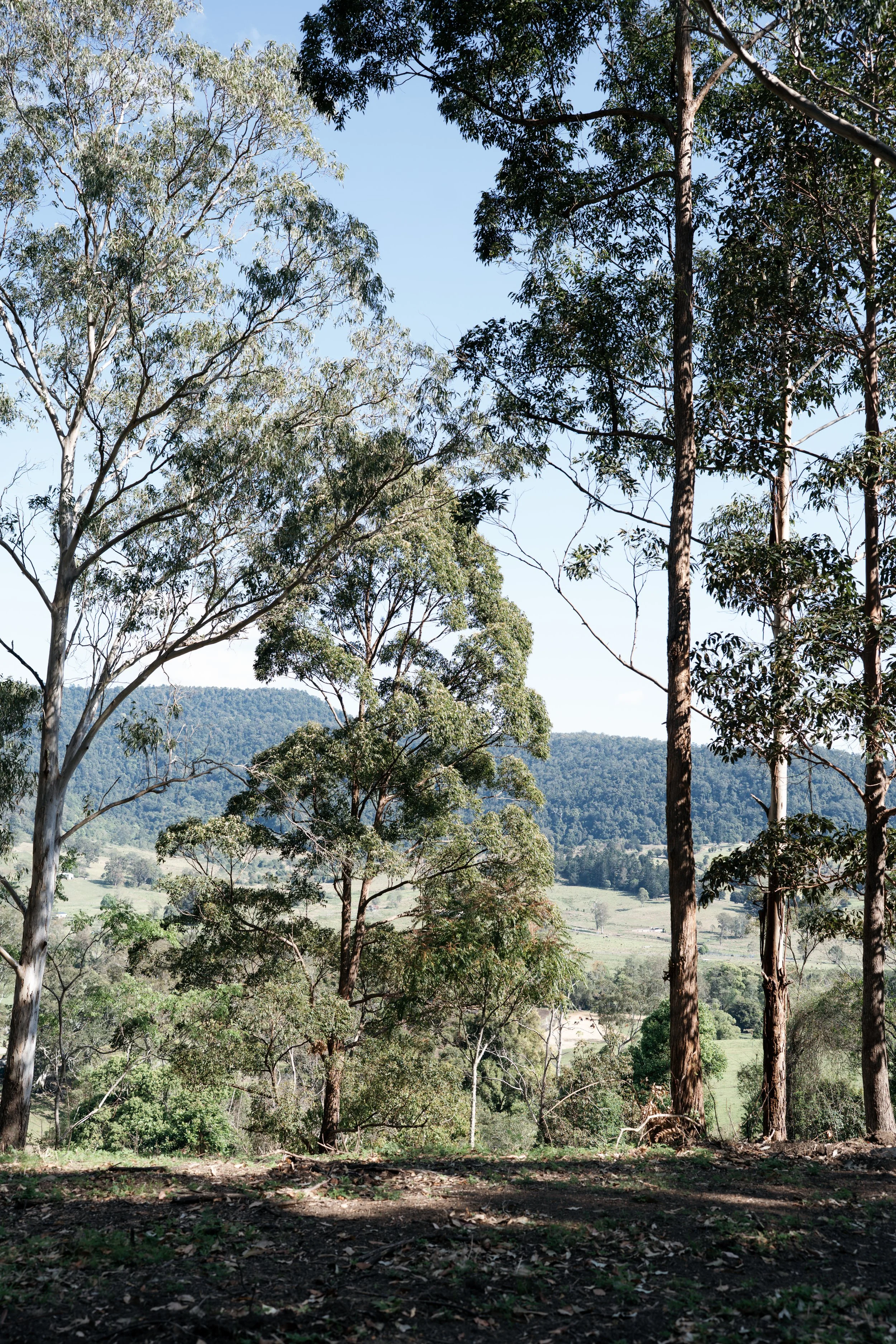 Numinbah LR-08645.jpg