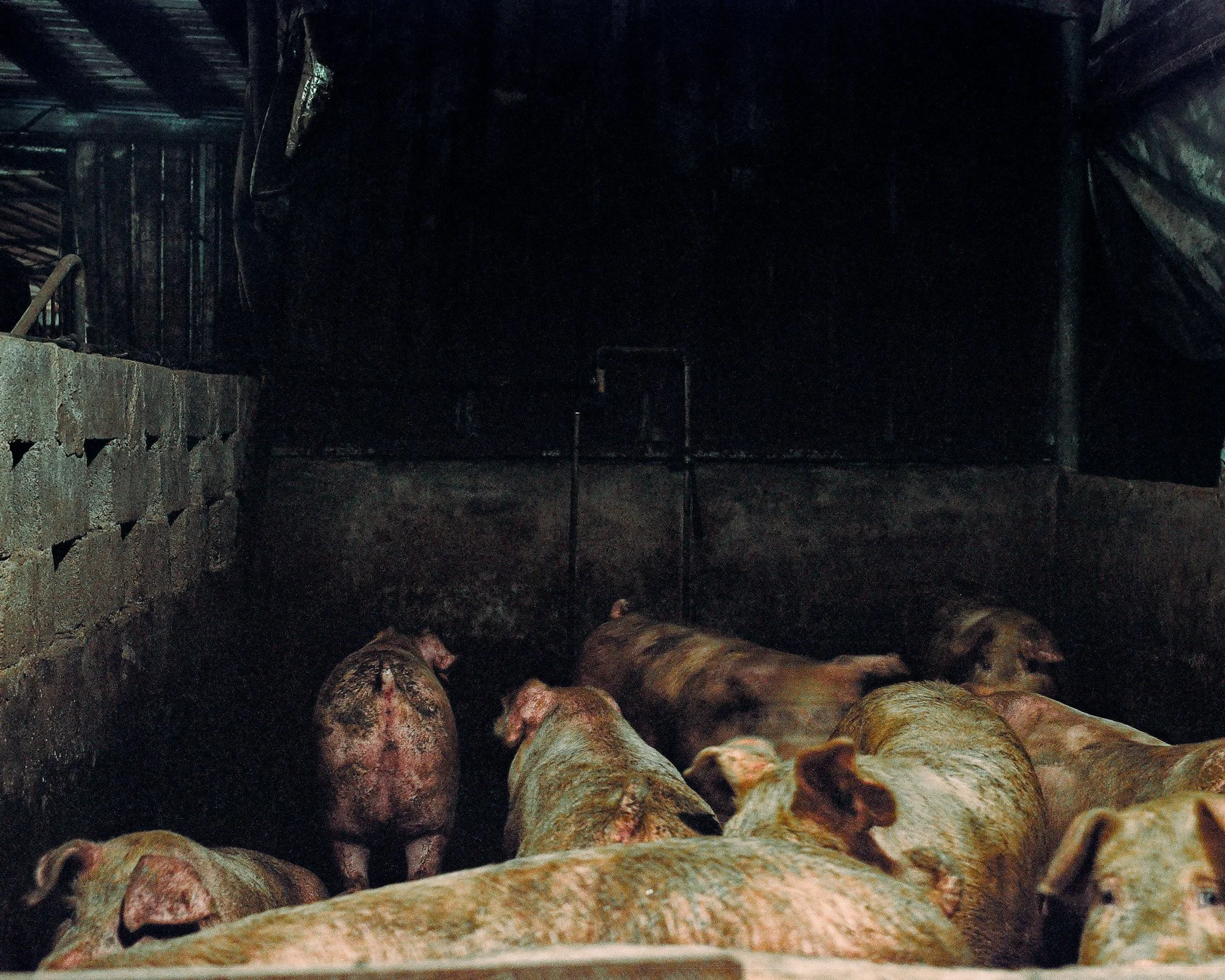Long Xi Vlessing - Pig, 2025.jpg