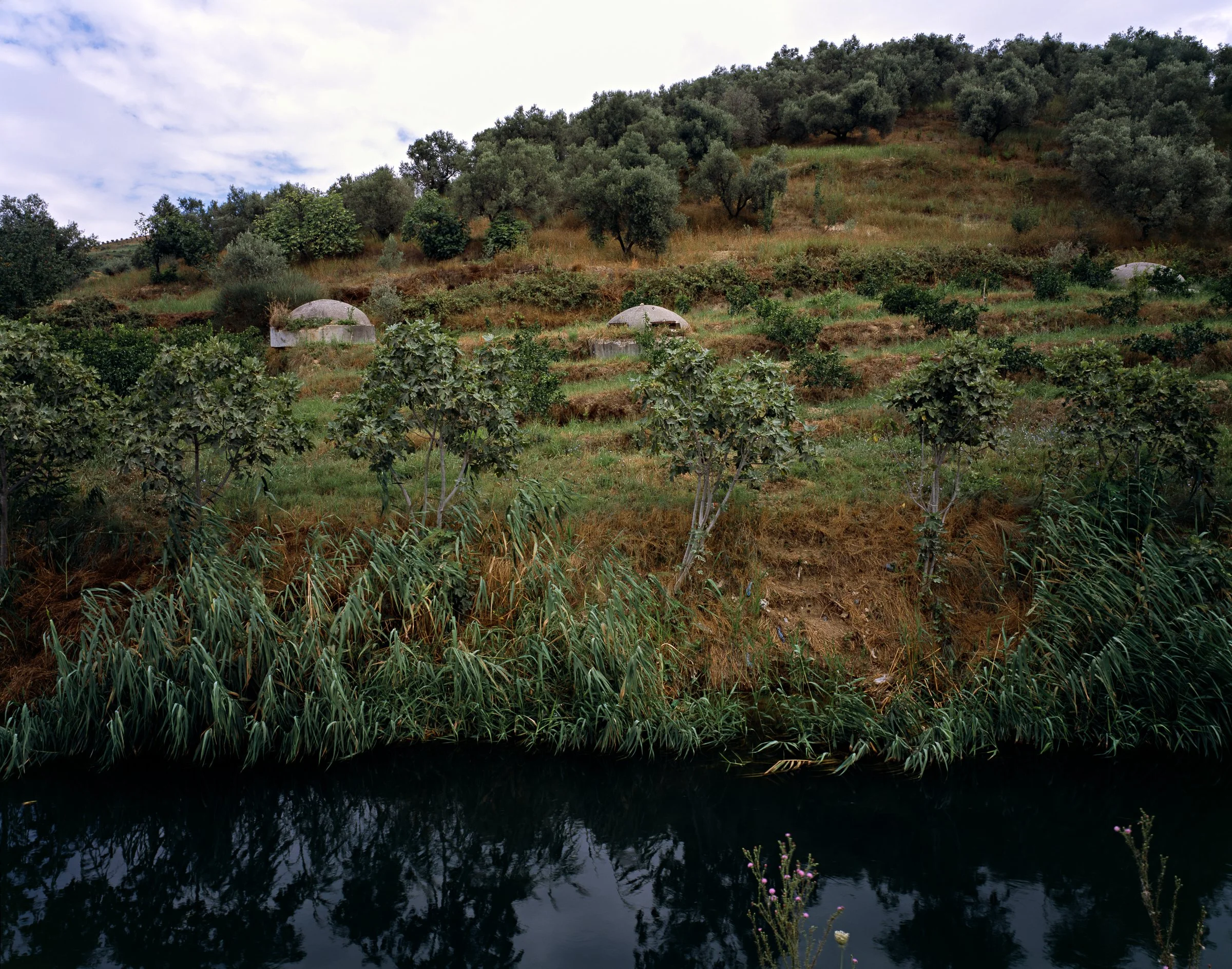 Michael Love - Olive Grove, 2014.jpg