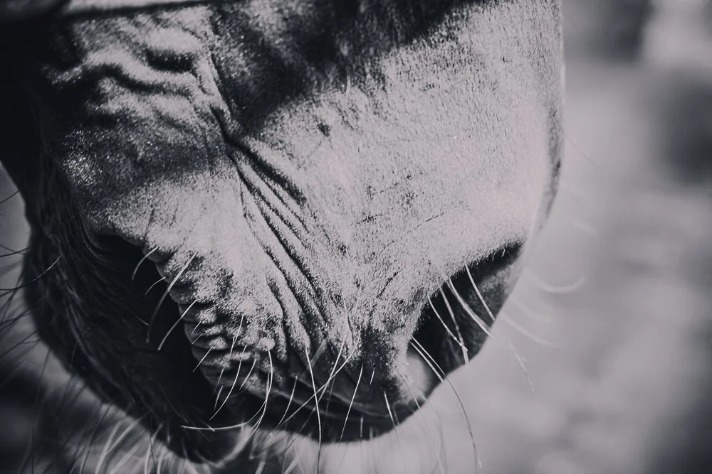 hb images horse parts bw 11.jpg