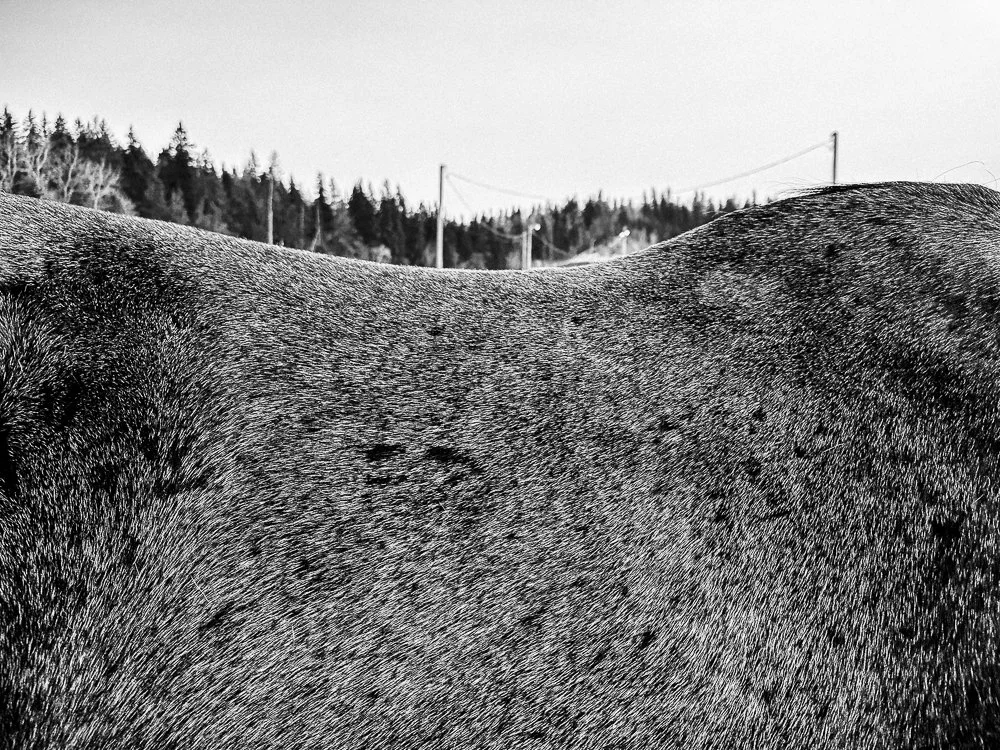 hedy bach curated image - horse back survey_.jpg