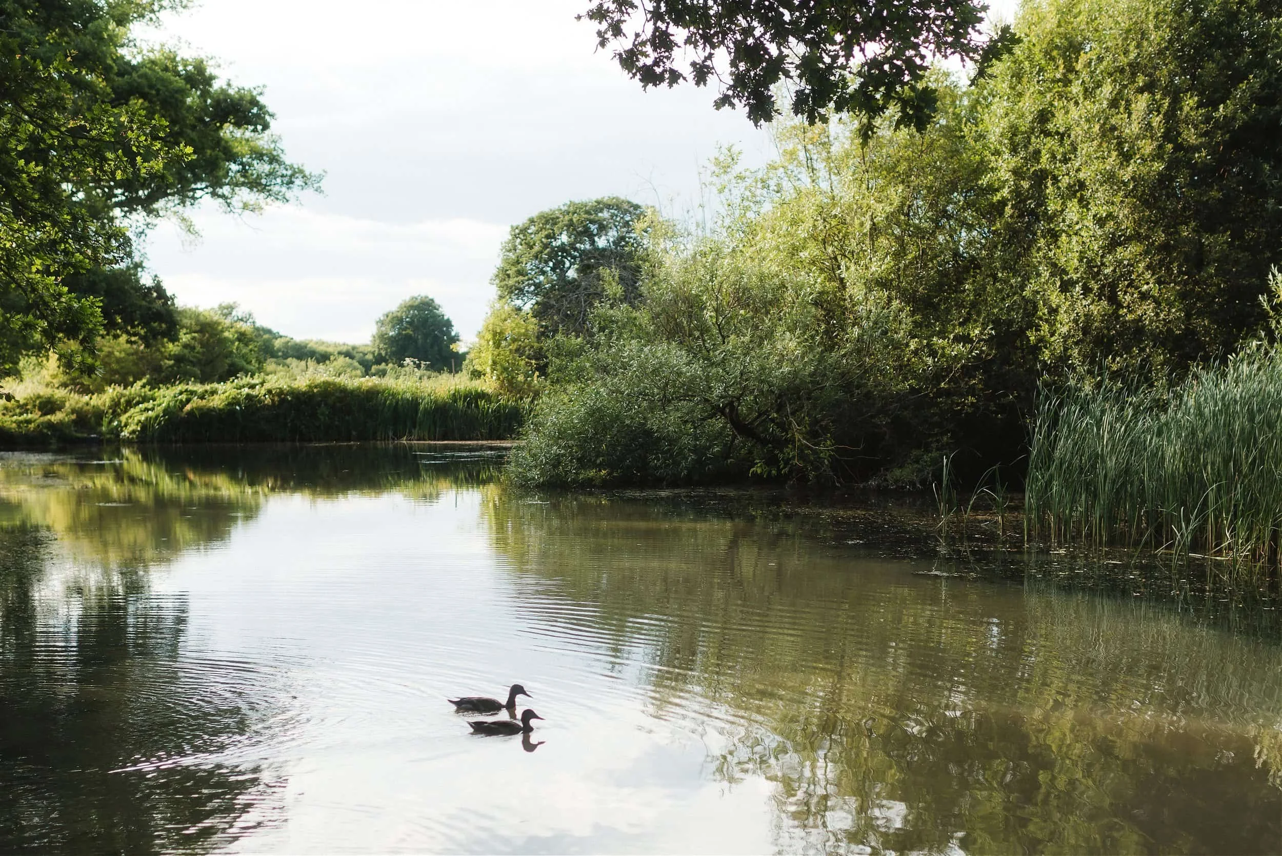 A beautiful image of a pond with two ducks showcasing the stunning nature around the sauna