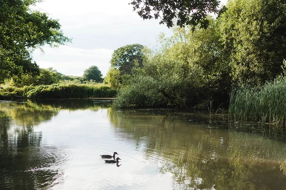 A beautiful image of a pond with two ducks showcasing the stunning nature around the sauna