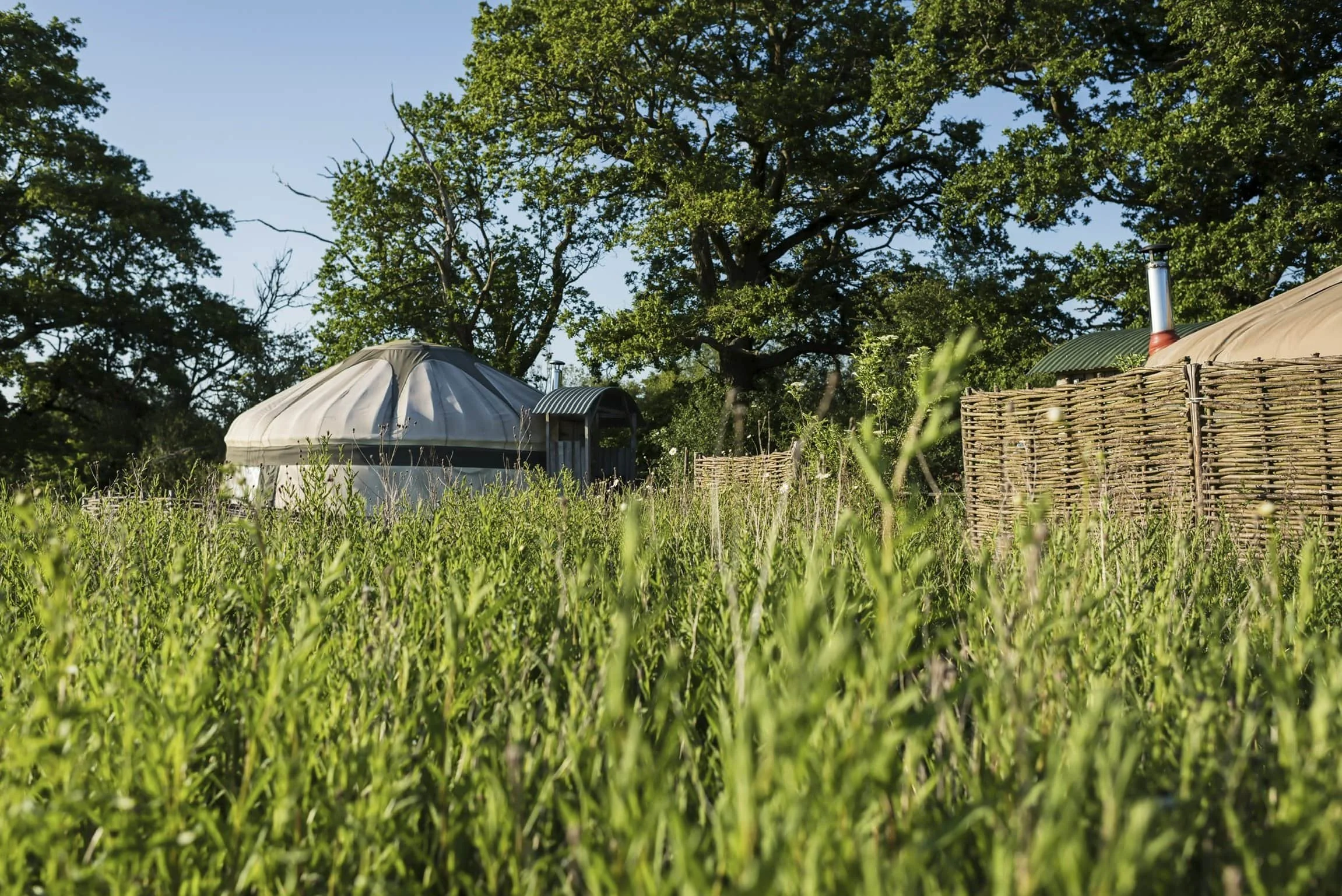View of a grassy field with a few yurts or tents, surrounded by trees and a woven fence, on a sunny day.