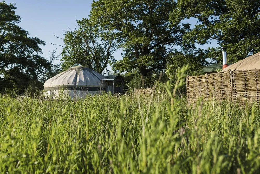 View of a grassy field with a few yurts or tents, surrounded by trees and a woven fence, on a sunny day.