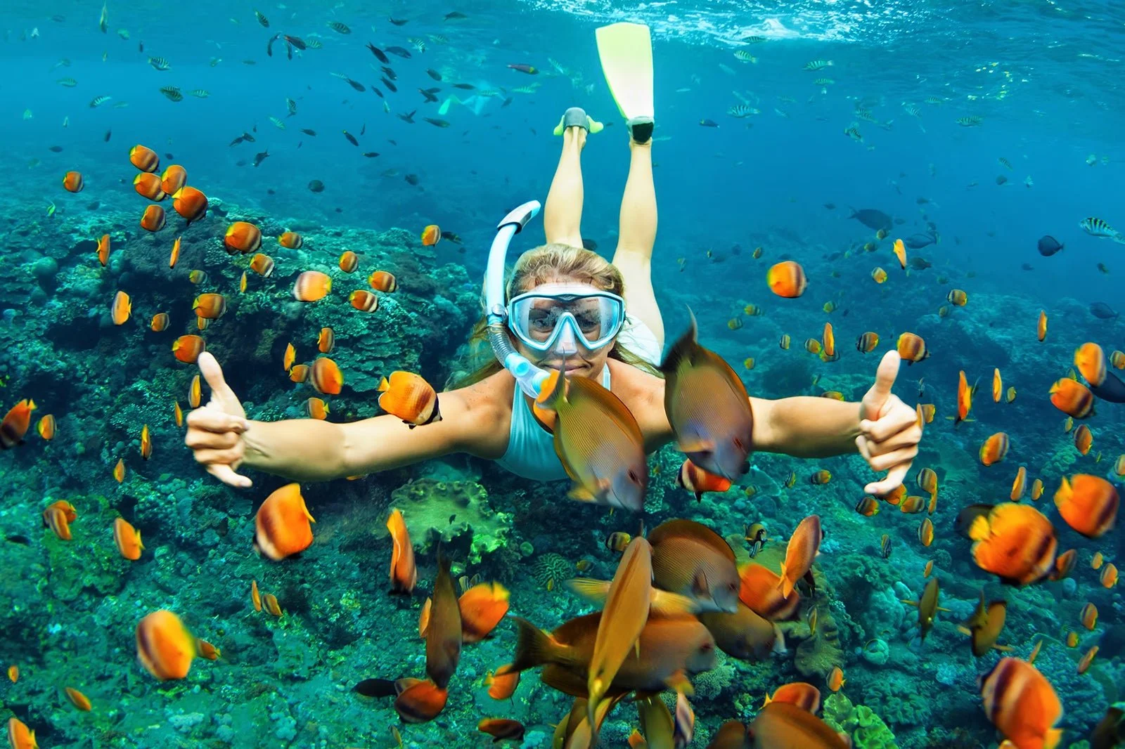Exploring Andaman's Marine Life Best Places for Scuba Diving and