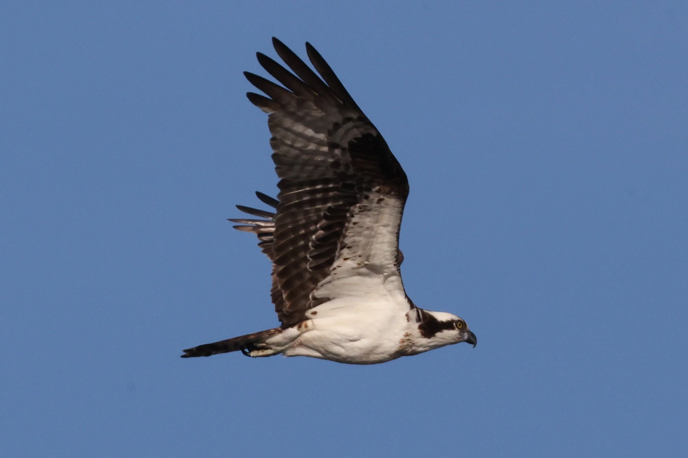 7C4B9250.JPG
