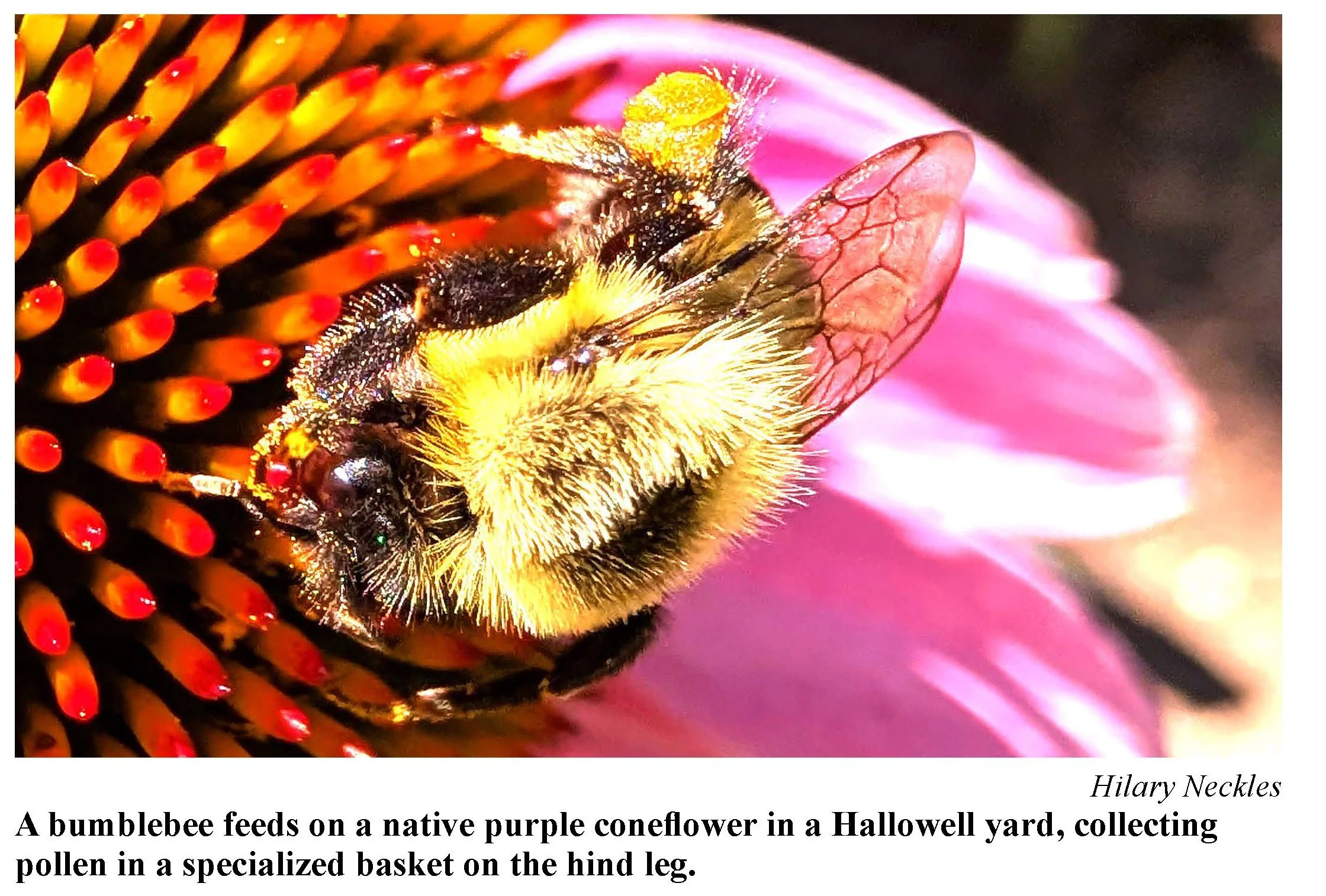 Native Plants for Beautiful and Beneficial Yards