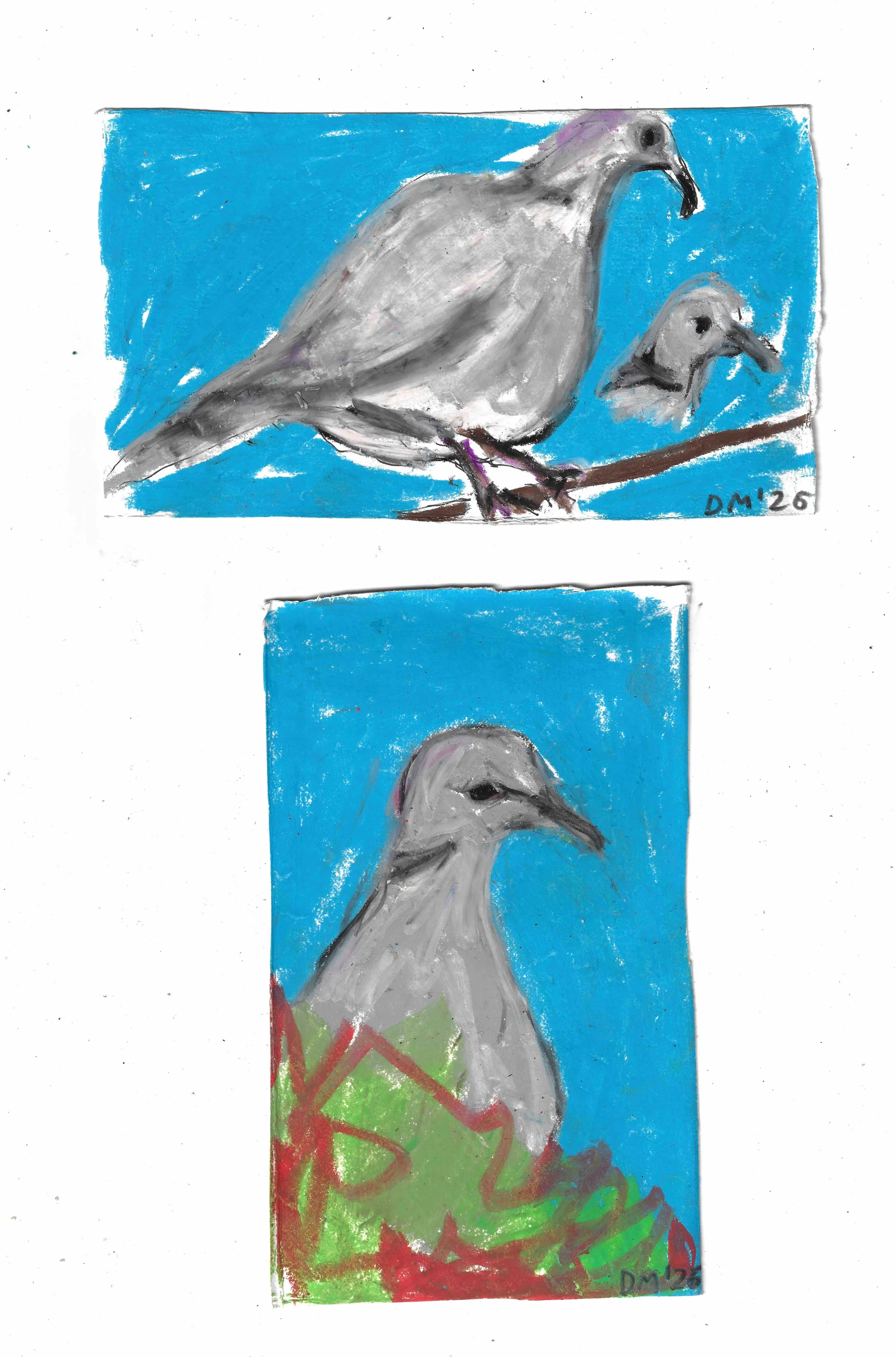 Ring Necked Doves - 19x11cm, oil pastel on card