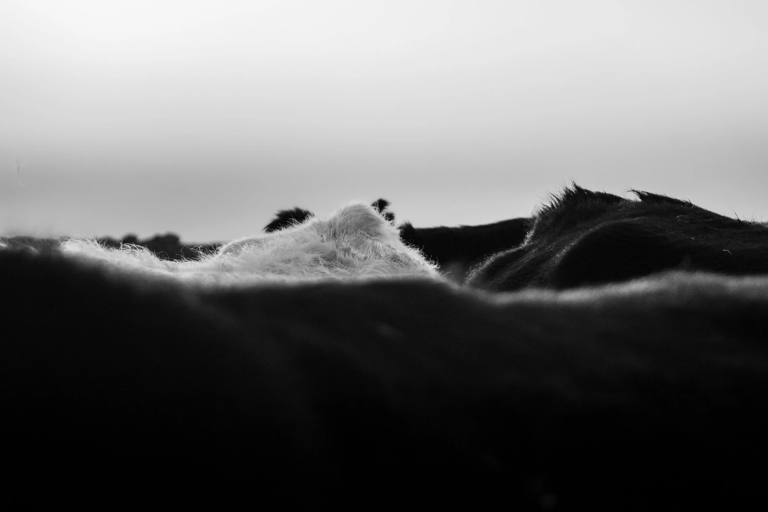 _1032463.jpg