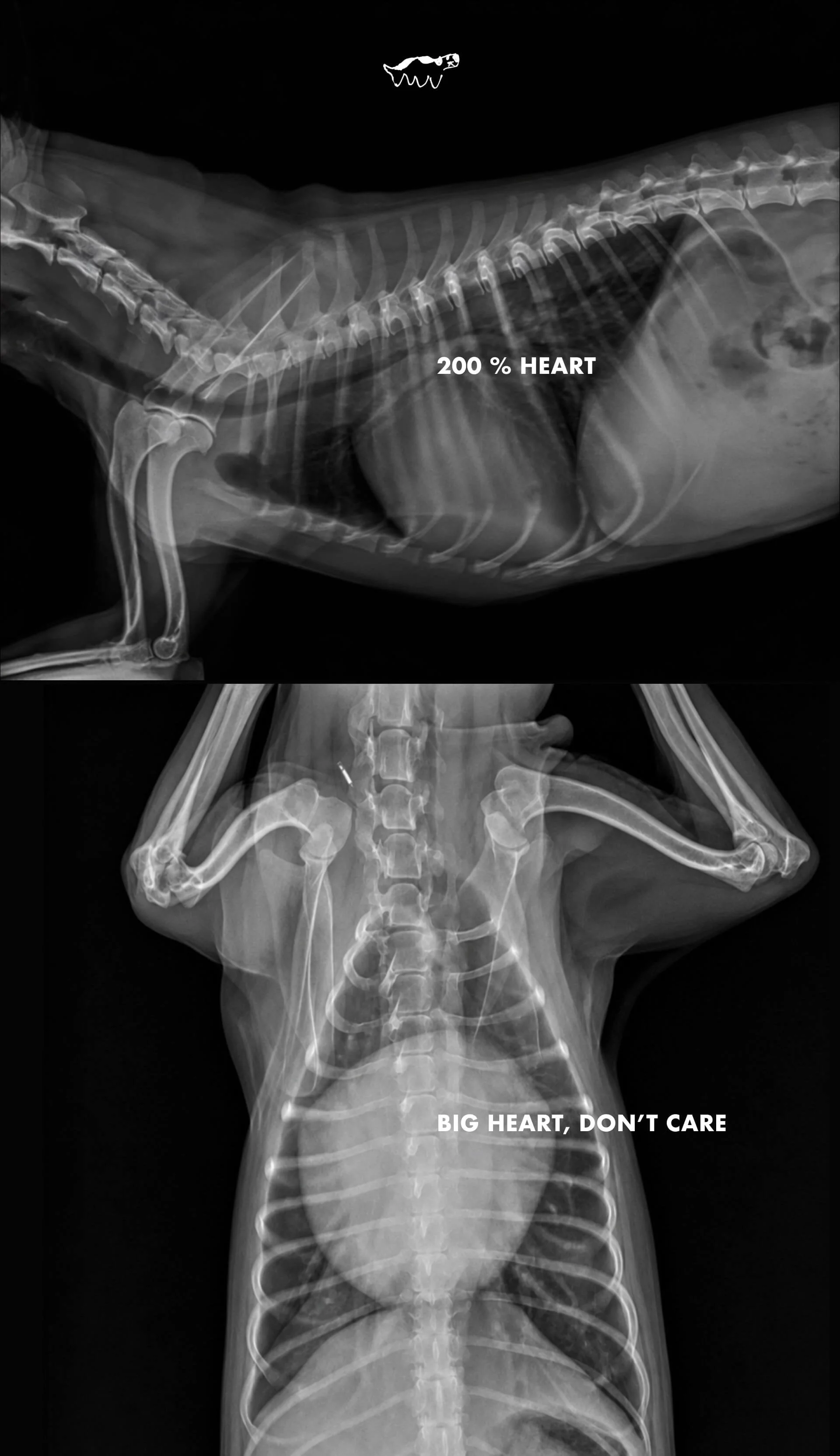 X-ray images of a dog showing a human-like heart labeled "200% HEART" and a larger human-like heart labeled "BIG HEART, DON'T CARE".