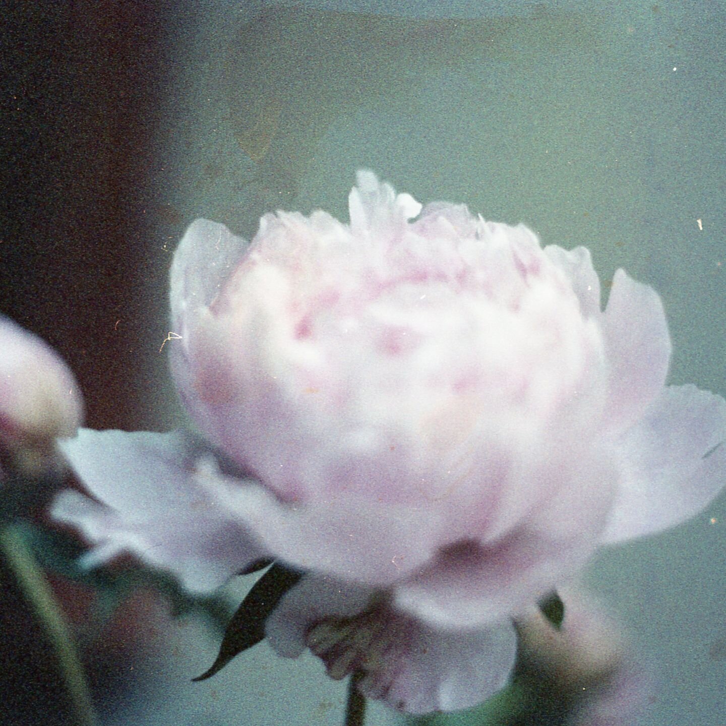 Peonies, like beautiful memories, bloom with an enviable lushness, boasting a greater volume of petals. 🌸 ✨ 
 
They are growing in my garden and I cannot wait to see them again. 
 
 #seasonalflowers #flowershot #prettyflowers #instabloom #floralstyl