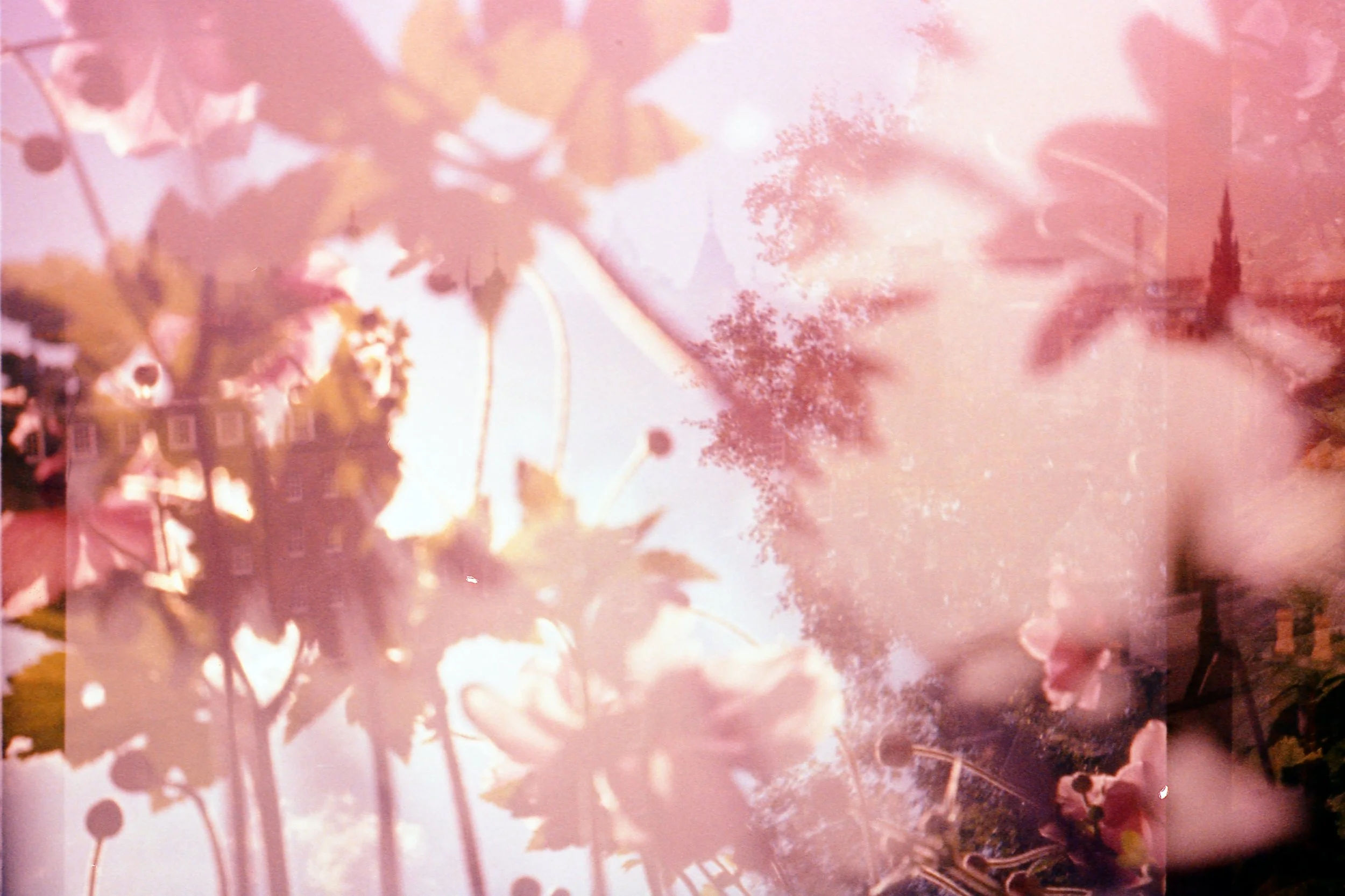 Double exposure photograph of flowers and buildings with a pink hue.