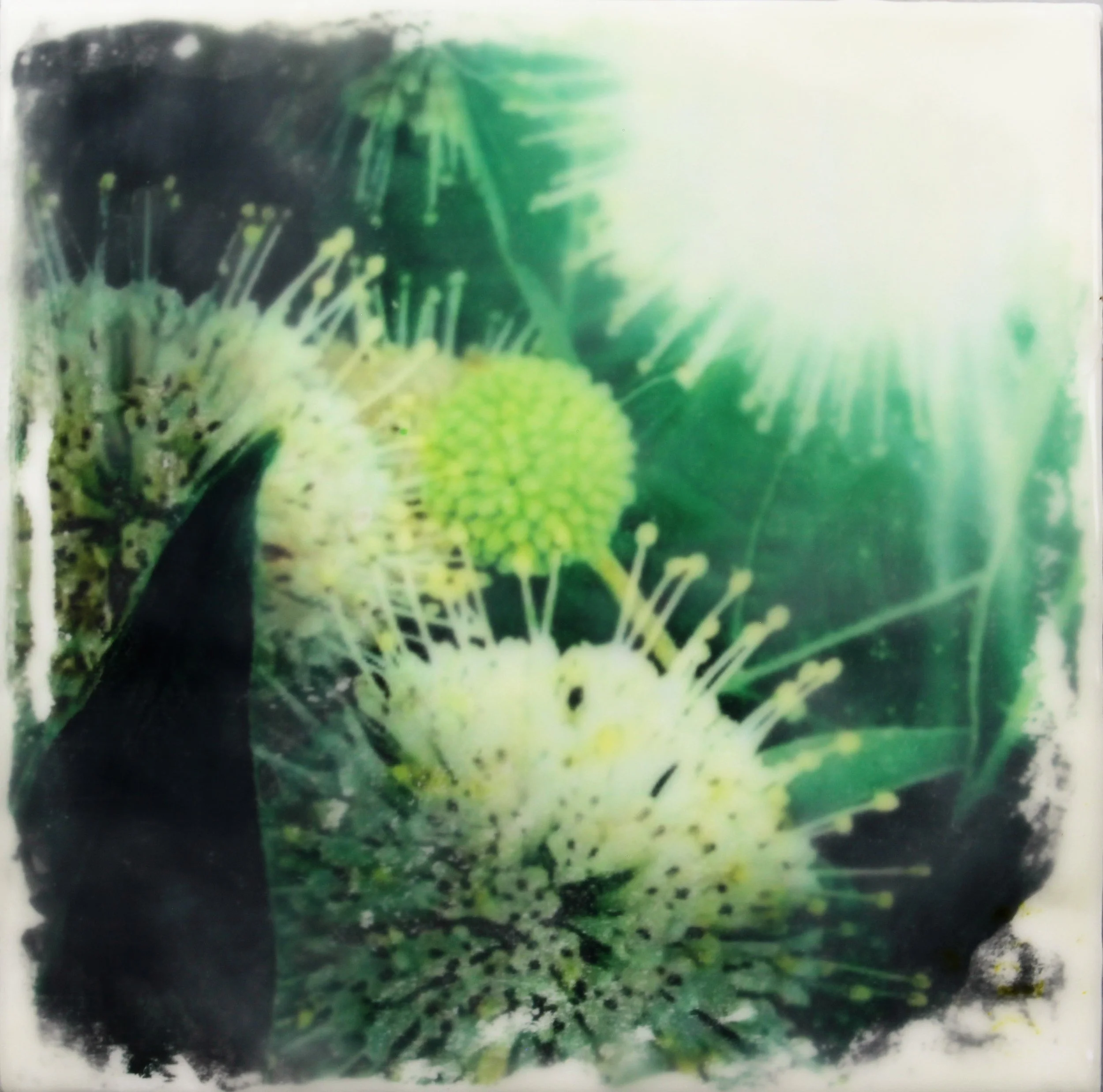 LUMINA MYSTICA  
8"x 8" Photo Transfer, Encaustic on Deep Cradle Board 
SOLD