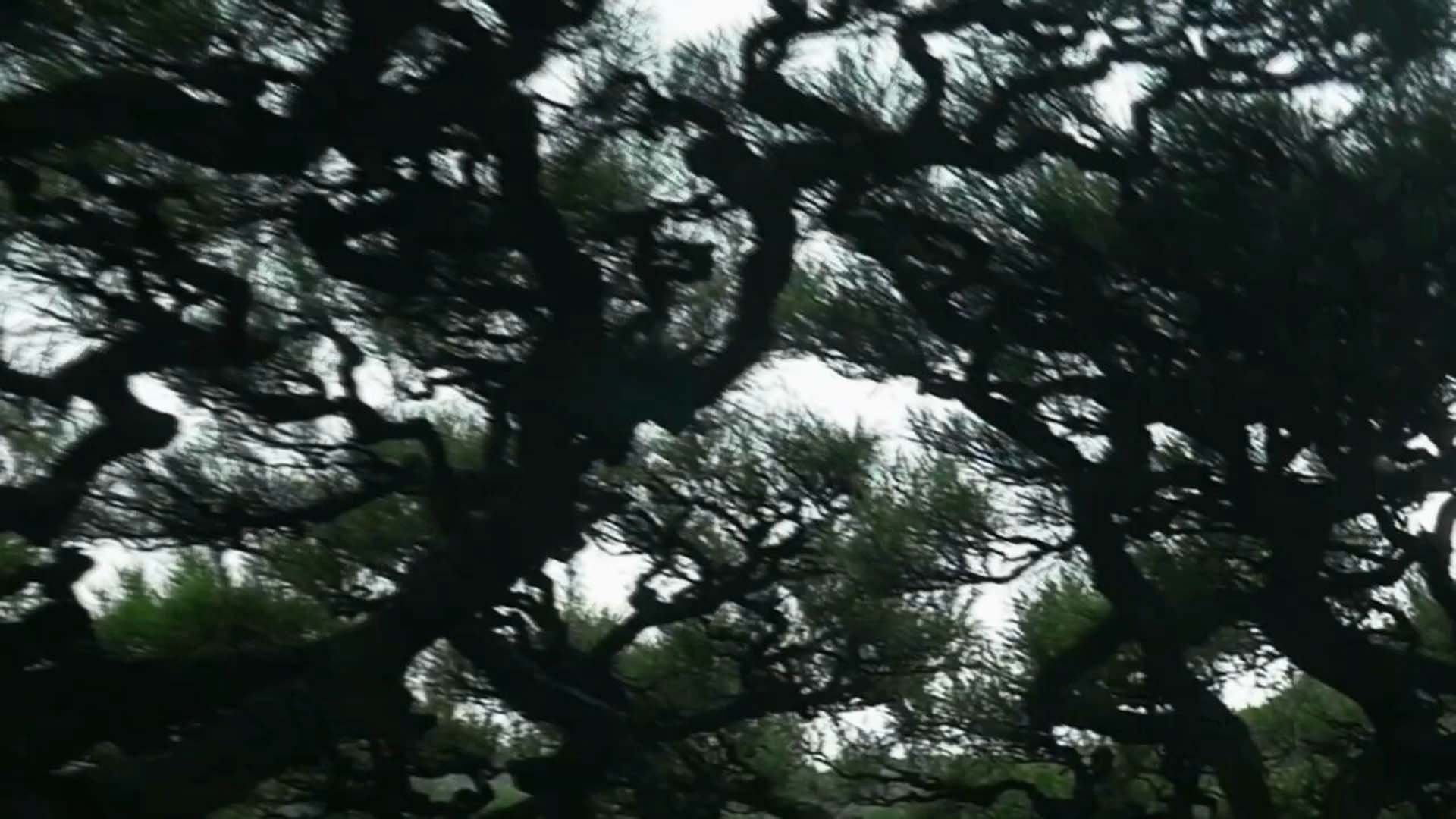 Baum Loop 2 thumb.jpg