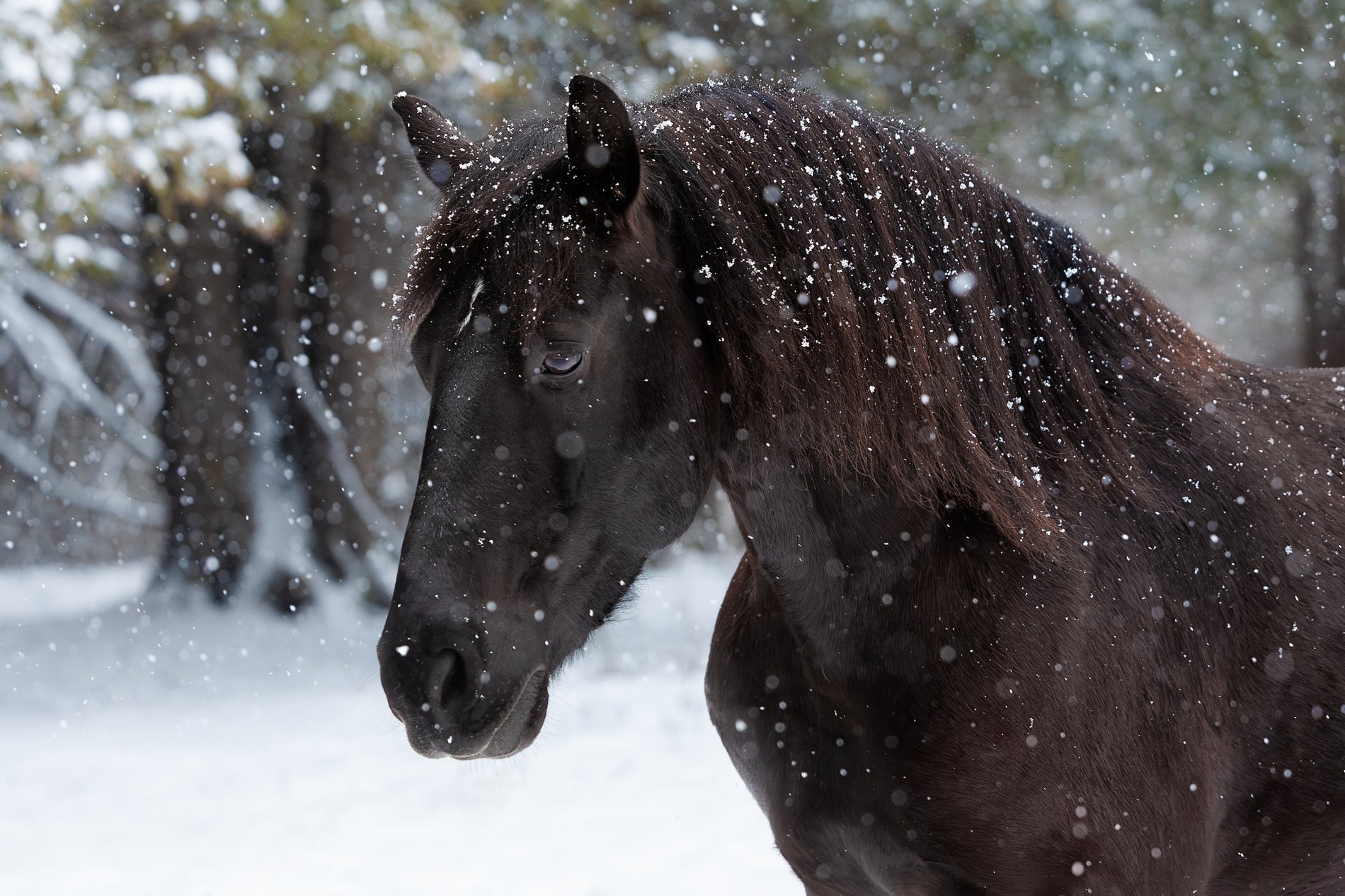 Ottawa-equine-portrait-.jpg