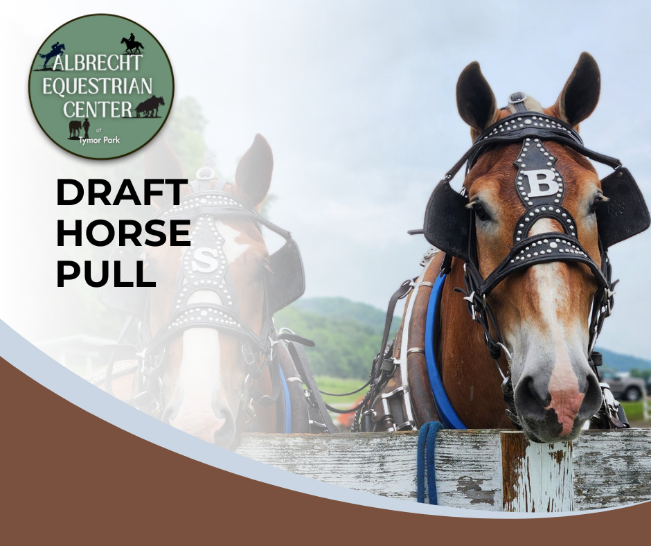 Draft Horse Pull