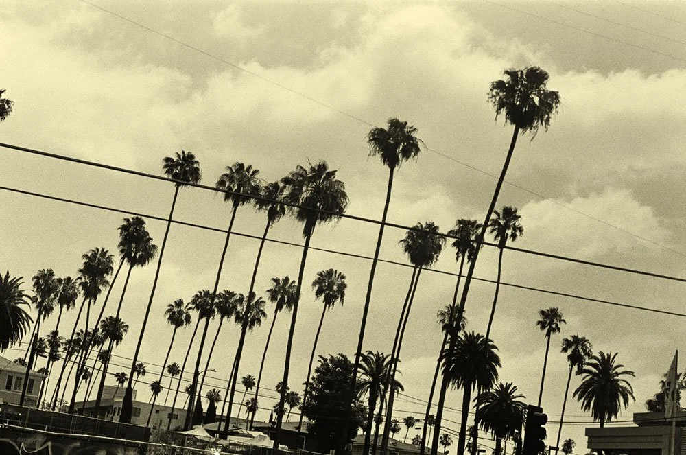 PALMS.jpg