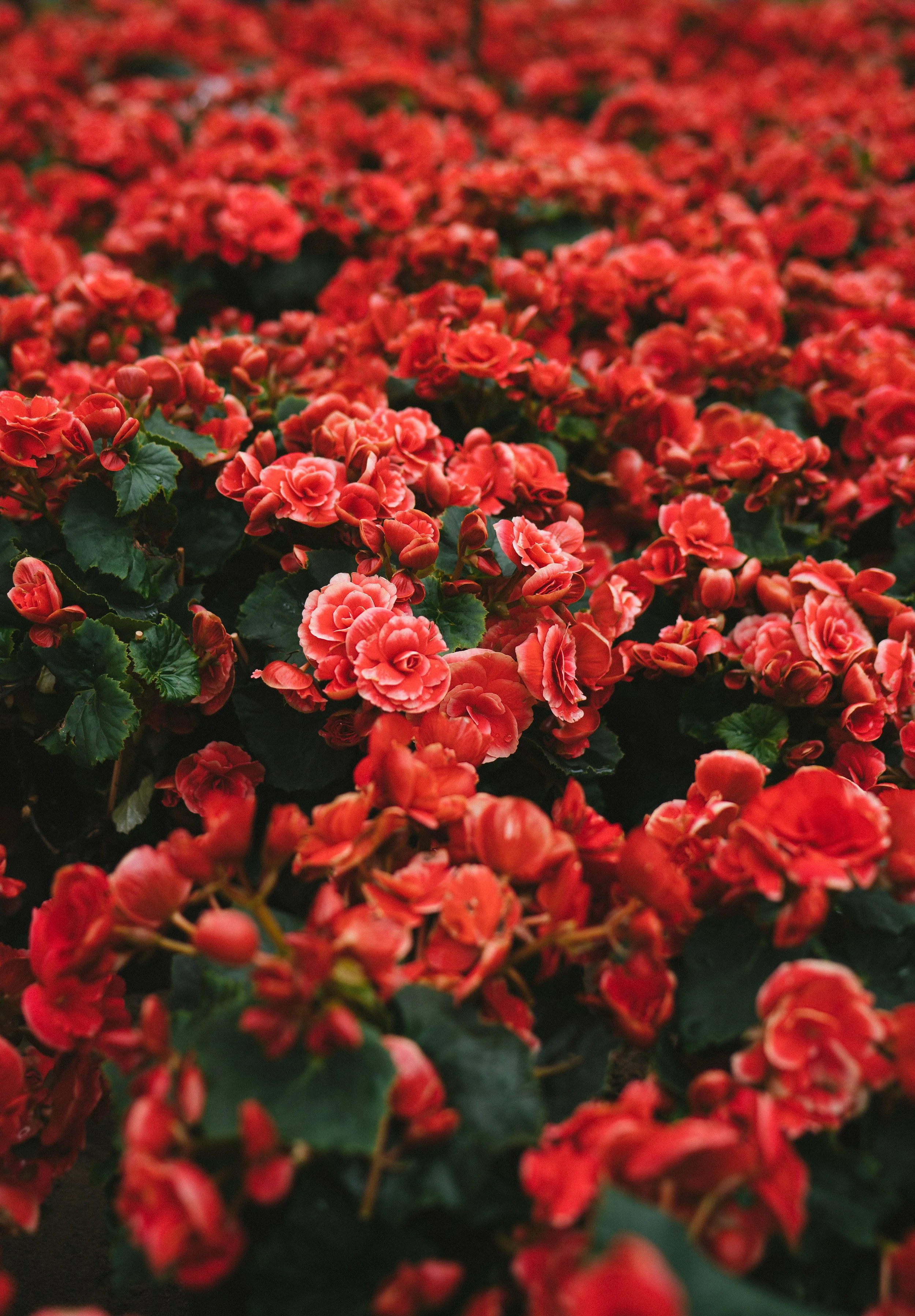 tuan-nguy-n-minh-pGr7g4l8EOI-unsplash.jpg