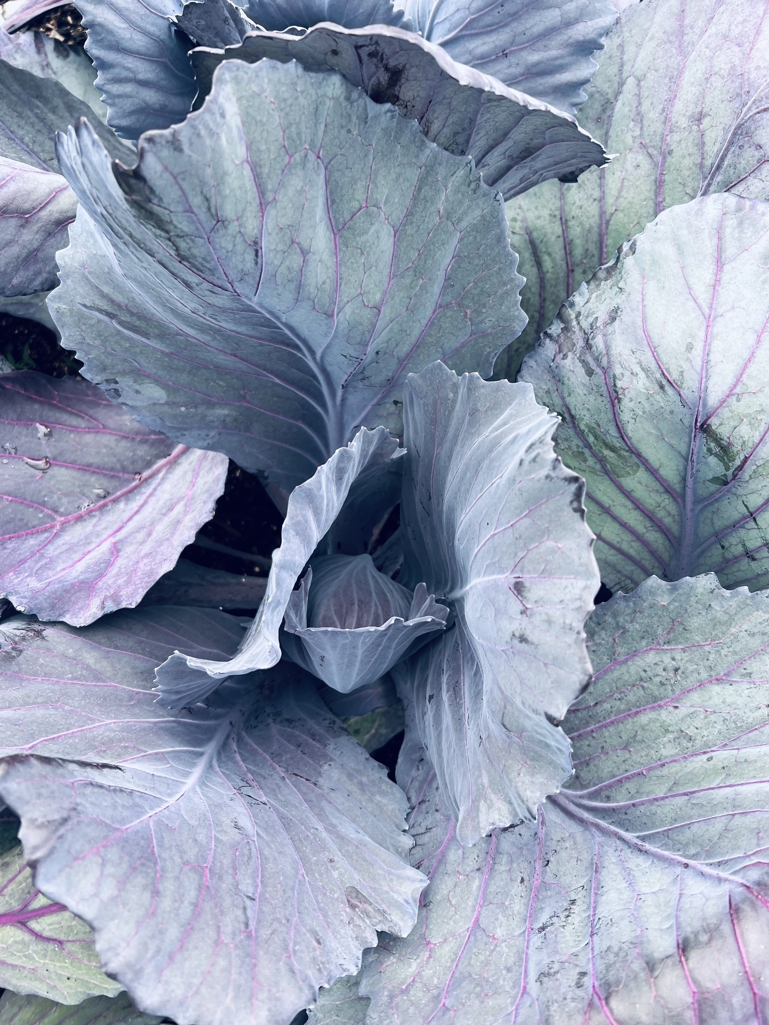 Purple Cabbage.jpg