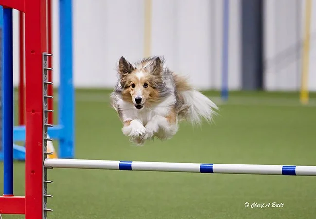 dog-agility-league-adventuretails-2.jpg