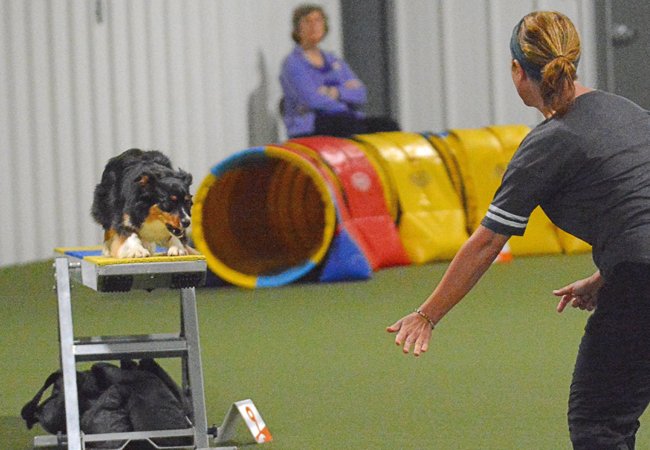 dog-agility-league-adventuretails-6.jpg