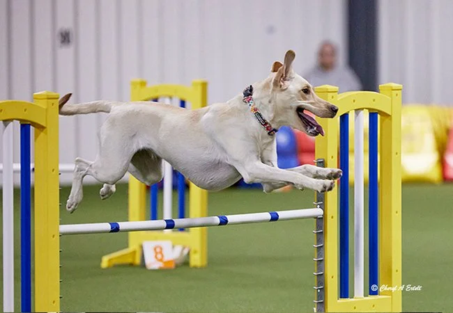 dog-agility-league-adventuretails-7.jpg