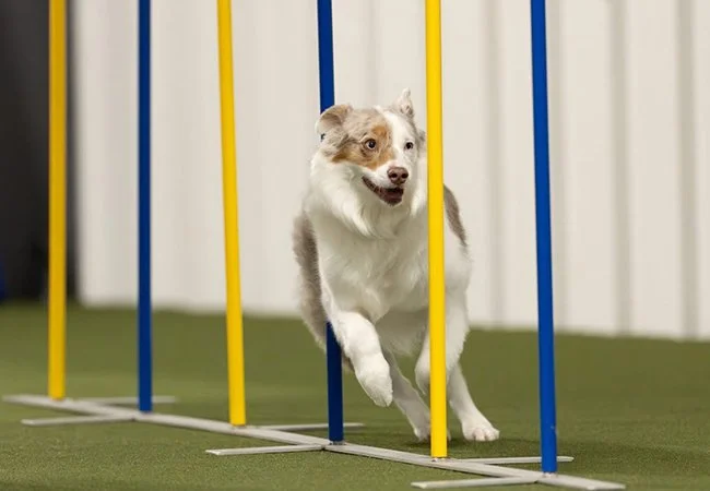 dog-agility-league-adventuretails-8.jpg