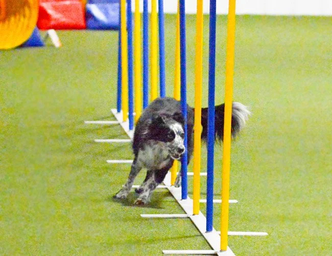 dog-agility-indiana-adventuretails-5.jpg