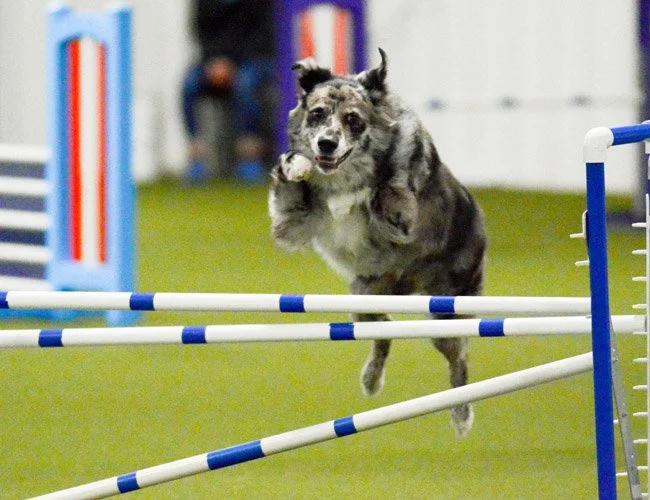 dog-agility-indiana-adventuretails-7.jpg