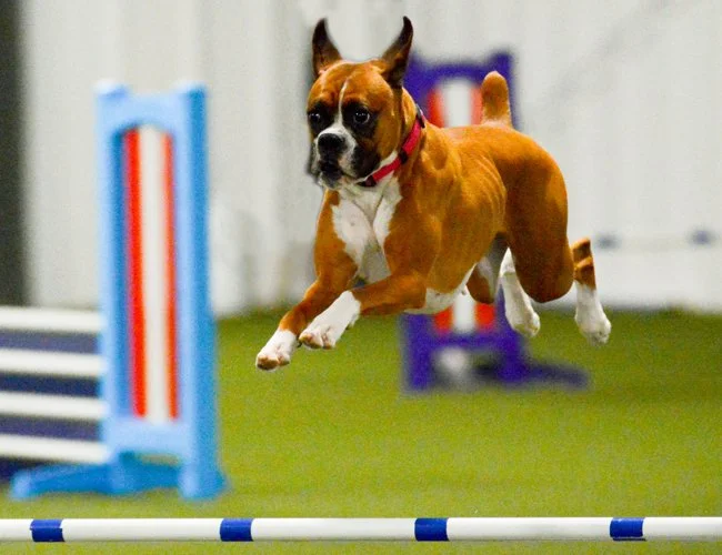 dog-agility-indiana-adventuretails-8.jpg