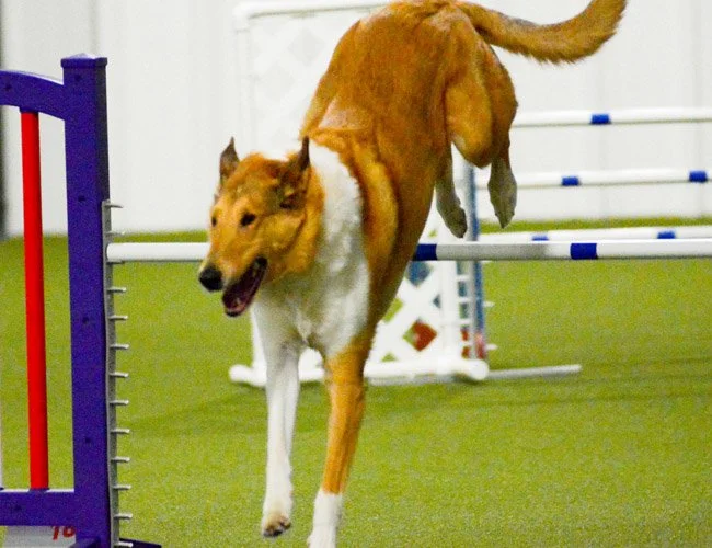 dog-agility-indiana-adventuretails-10.jpg