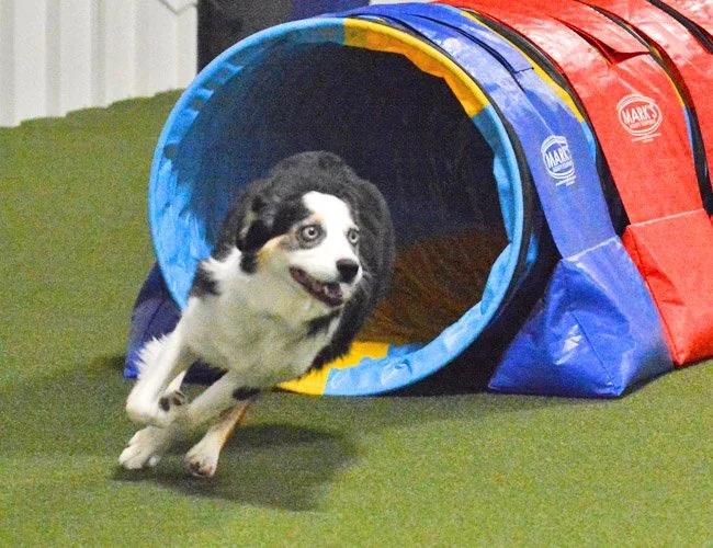 dog-agility-indiana-adventuretails-11.jpg