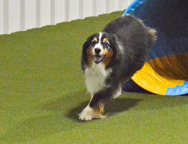 dog-agility-indiana-adventuretails-12.jpg