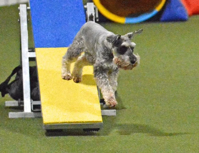 dog-agility-indiana-adventuretails-20.jpg