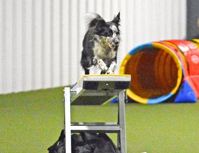dog-agility-indiana-adventuretails-19.jpg