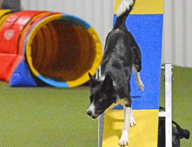 dog-agility-indiana-adventuretails-23.jpg