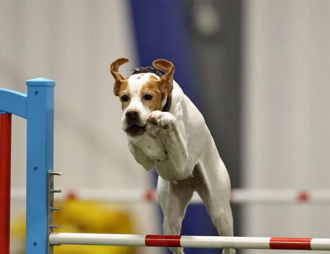 dog-agility-indiana-adventuretails-27.jpg