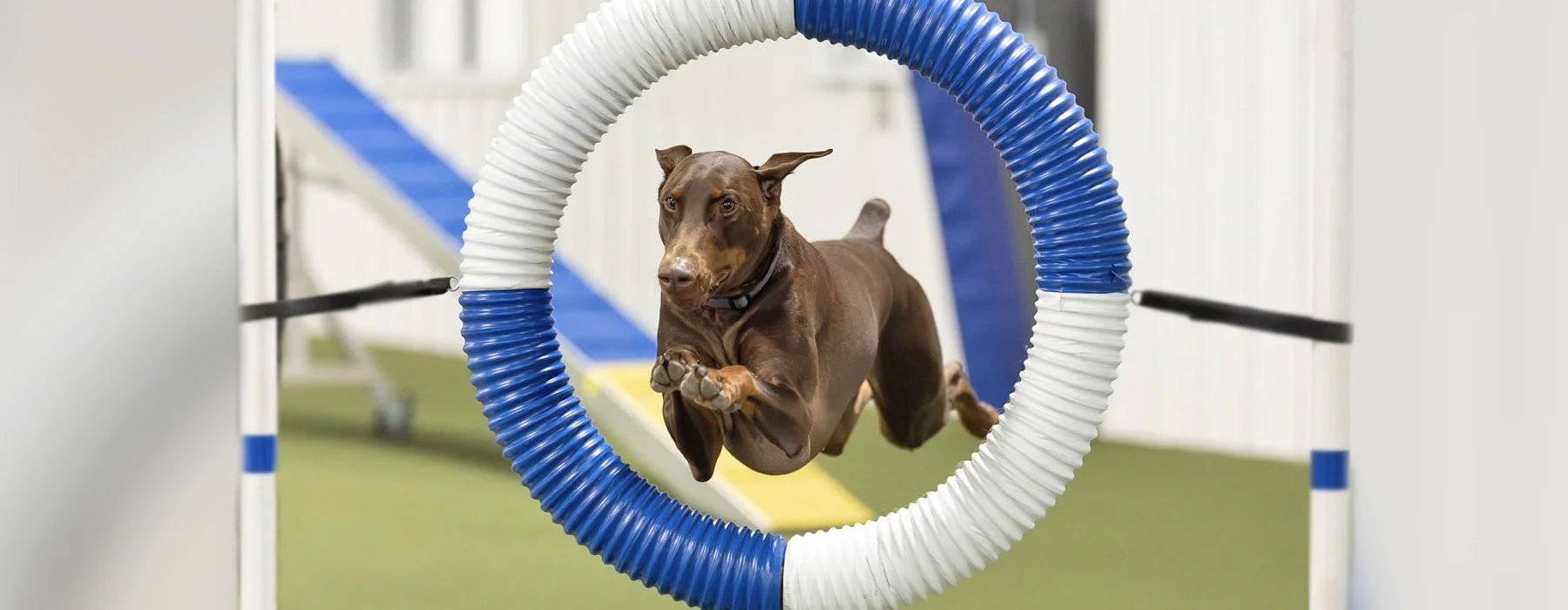 dog-agility-fort-wayne-indiana-h8.jpg