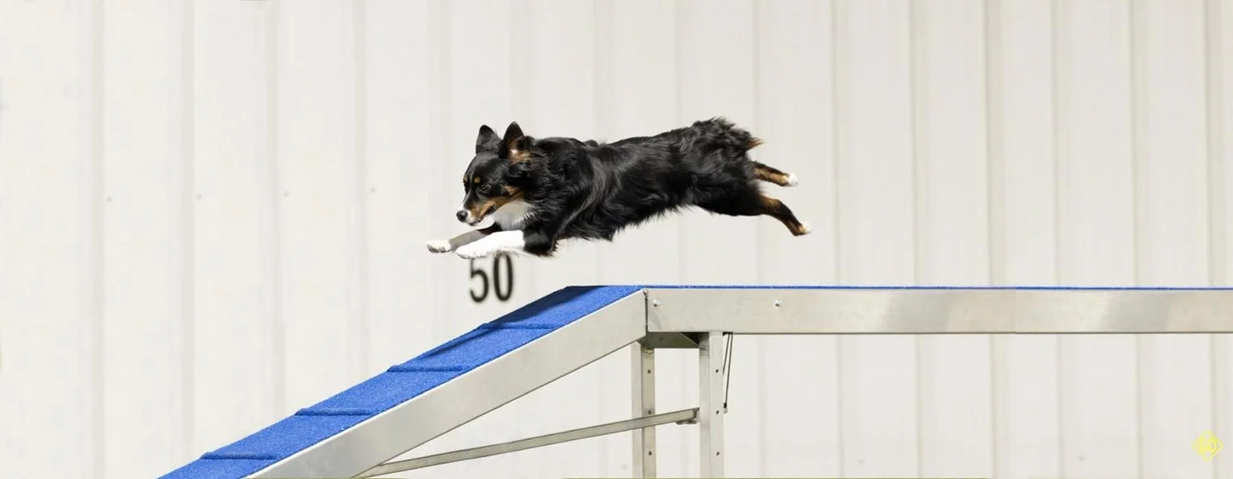 dog-agility-fort-wayne-indiana-h7.jpg