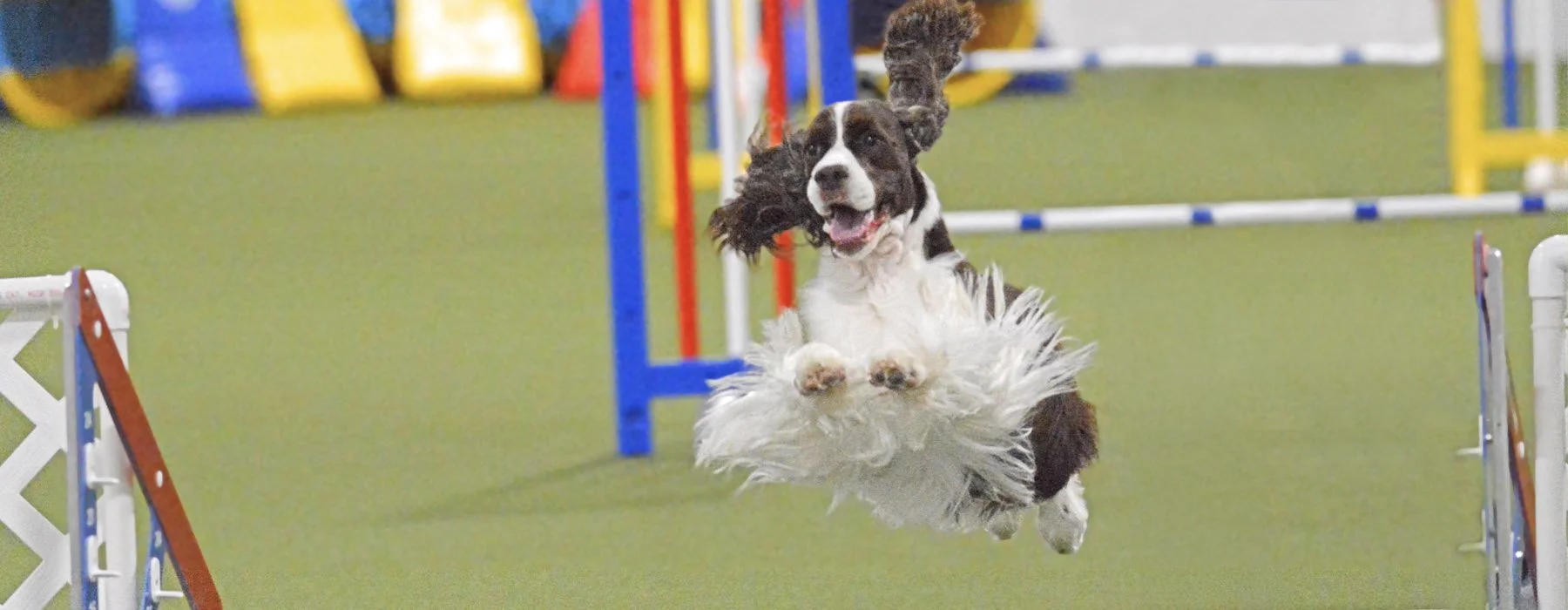 dog-agility-fort-wayne-indiana-h14.jpg