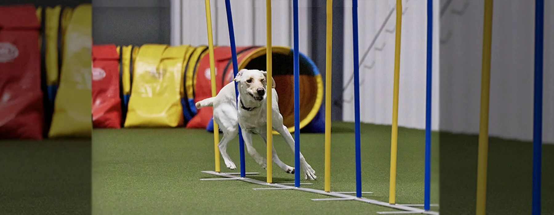 dog-agility-fort-wayne-indiana-h4.jpg