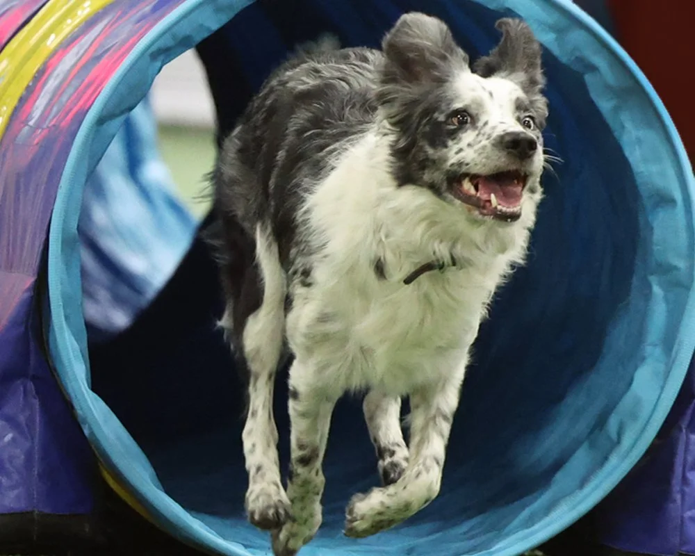 adventuretails-indiana-agility-tunnel.jpg