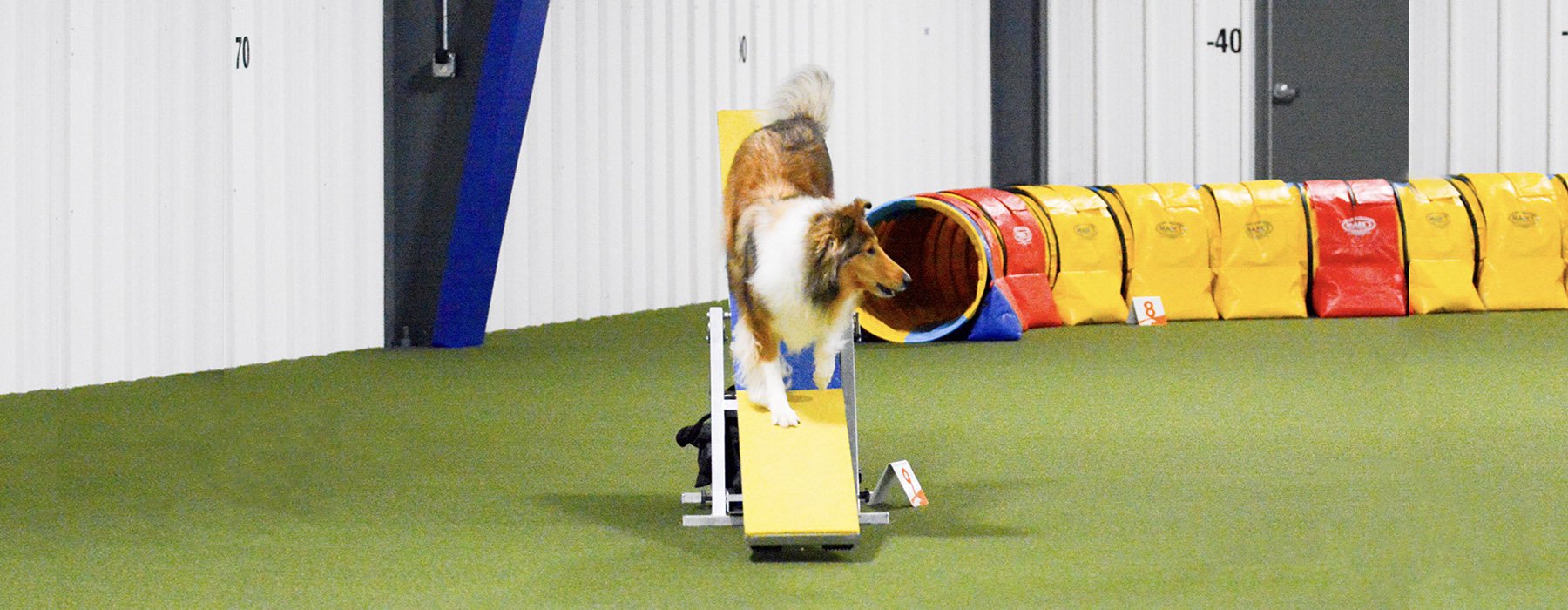 dog-agility-fort-wayne-indiana-h10.jpg