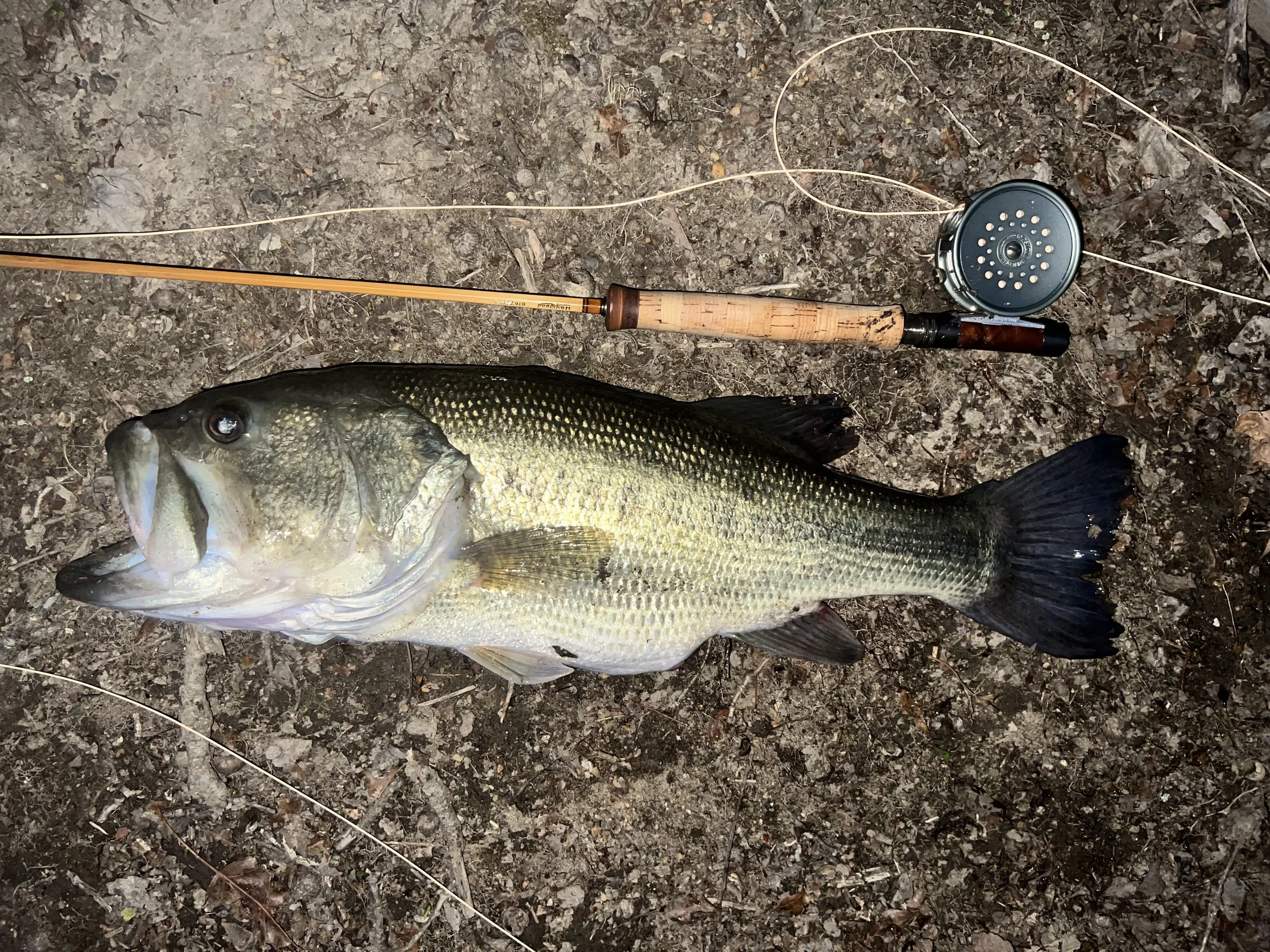A large largemouth bass laid on a gravel and leaf-covered bank at night, with a Haywood-labeled bamboo fly rod bearing a cork grip, burl wood reel seat, and a classic perforated fly reel loaded with fly line resting behind it.