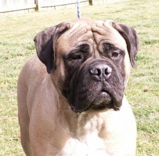 TruGrit's Mattie is another top quality bitch sired by Rudy G. Owned by Dr.Tom Truban and family. Bred by TruGrit. (1/2)