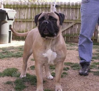 TruGrit's Mattie is another top quality bitch sired by Rudy G. Owned by Dr.Tom Truban and family. Bred by TruGrit. (2/2)