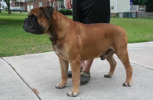 CH. TruGrit's Impressive Red (aka Remi) is the old stud at TruGrit. Remi pictured at 8 yrs 8 mths and is 26in. / 135lbs. Loved by Al and Diane at TruGrit.