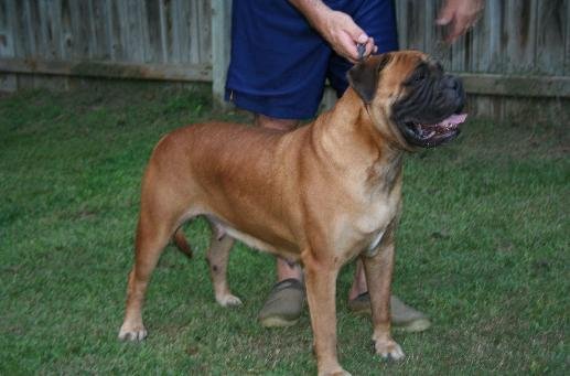 TruGrit's Samantha has beautiful head type and a balanced body.