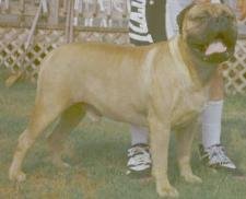 Ch. Aamodts Griffin of Ram's Gate Co-Bred by Al Batchelor • By Ch. Tri Ivory Baccardi & Ch. TruGrits Crystal Ball, Griffin was a multi Specialty Best Of Breed winner, Group
winner and Award of merrit at two National Specialties.